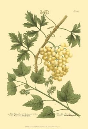 Grapes II by Johann Wilhelm Weinmann art print