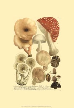 Mushrooms I by Johann Wilhelm Weinmann art print