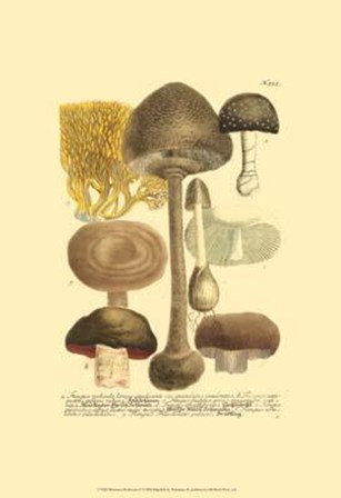 Mushrooms II by Johann Wilhelm Weinmann art print
