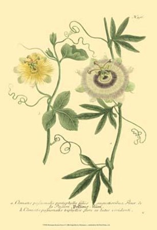 Passion Flower I by Johann Wilhelm Weinmann art print