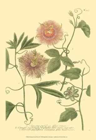Passion Flower II by Johann Wilhelm Weinmann art print