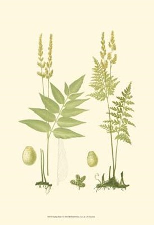 Spring Ferns I by John Miller art print