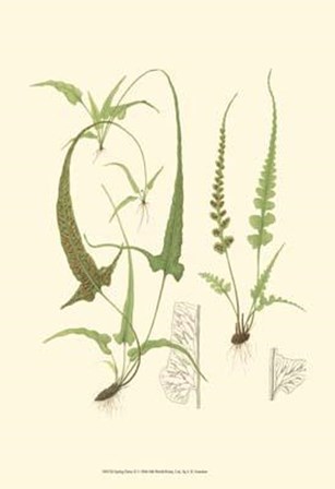 Spring Ferns II by John Miller art print