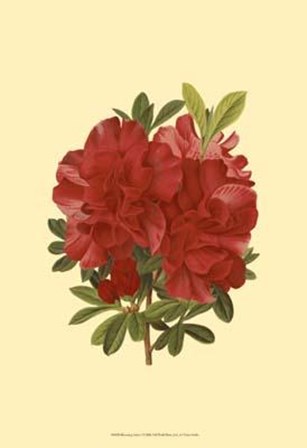 Blooming Azalea I art print