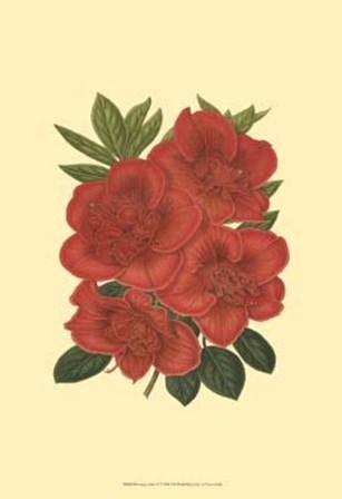 Blooming Azalea IV art print