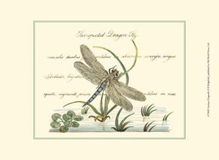 Antique Dragonfly II art print