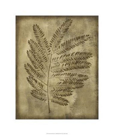 Sepia Drenched Fern II by Nancy Slocum art print