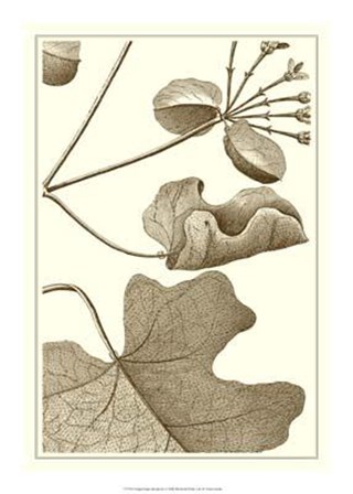Cropped Sepia Botanical I art print