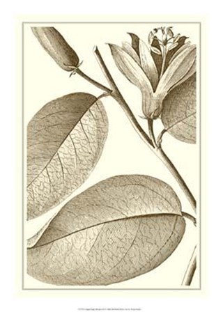 Cropped Sepia Botanical II art print