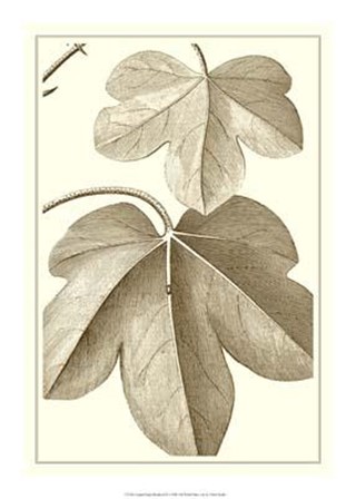 Cropped Sepia Botanical III art print