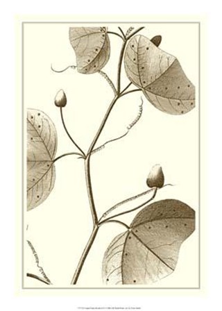 Cropped Sepia Botanical IV art print