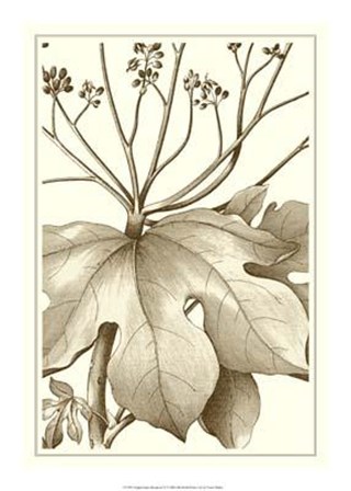 Cropped Sepia Botanical VI art print