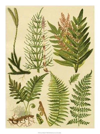 Fern Collection II art print