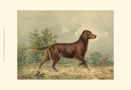 Irish Setter I by Alexander Pope art print