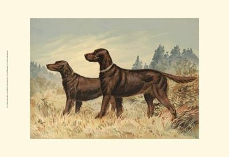 Irish Setter II by Alexander Pope art print