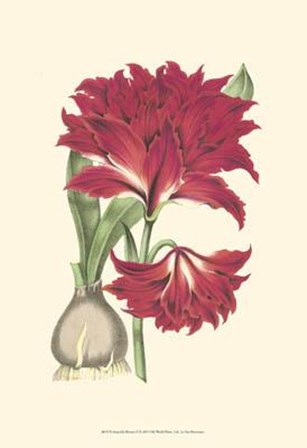 Amaryllis Blooms II art print