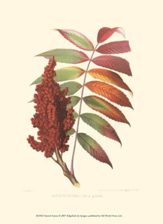 Smooth Sumac art print