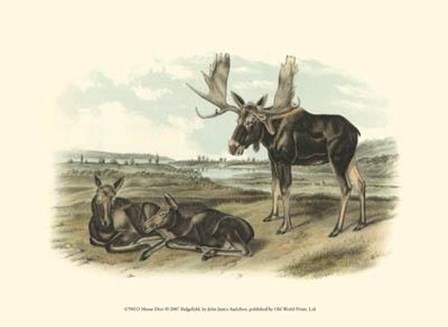 Moose Deer by John Woodhouse Audubon art print