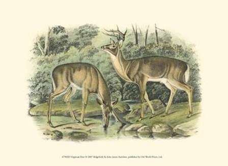 Virginian Deer by John Woodhouse Audubon art print
