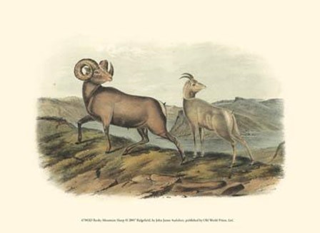 Rocky Mountain Sheep by John Woodhouse Audubon art print