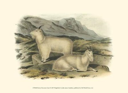 Rocky Mountain Goat by John Woodhouse Audubon art print