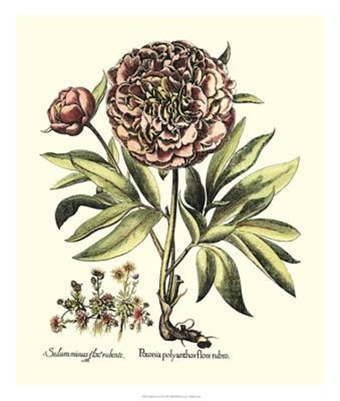 Framboise Floral III by Basilius Besler art print