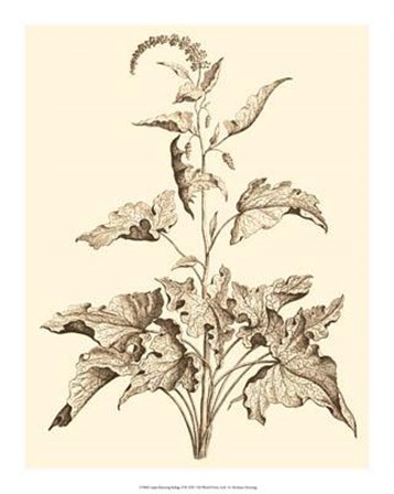 Sepia Munting Foliage II by Abraham Munting art print