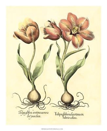 Bulb Garden III by Basilius Besler art print