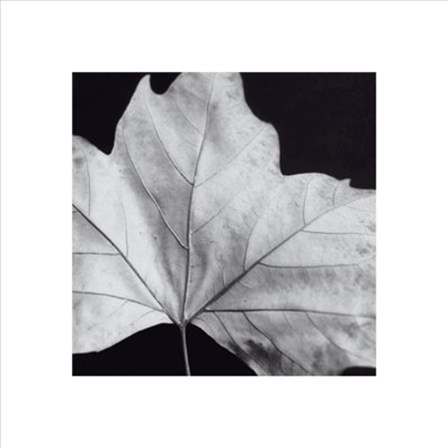 Leaf by Brian Davi Stevens art print