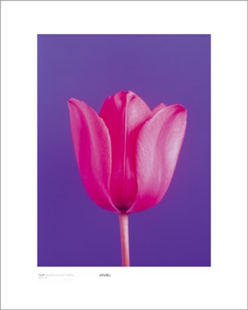 Tulip, Magenta On Deep Purple by Masao Ota art print