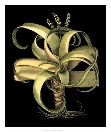Dramatic Aloe I by Basilius Besler art print