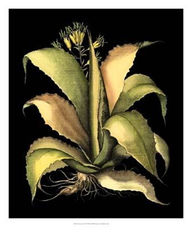 Dramatic Aloe II by Basilius Besler art print