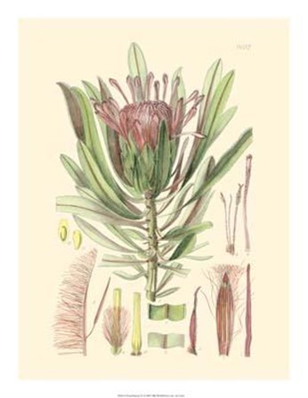 Floral Passion IV art print