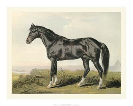Cassell&#39;s Horse II art print