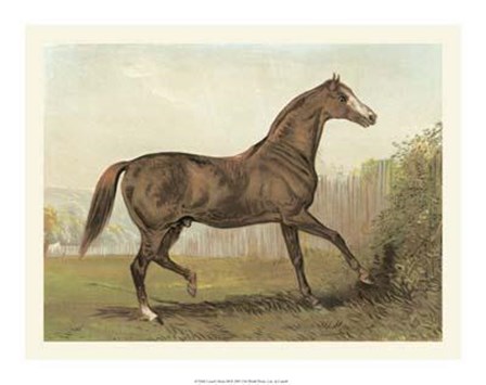 Cassell&#39;s Horse III art print