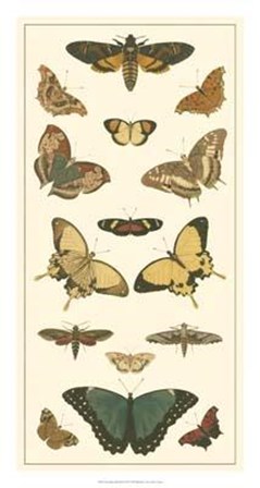 Butterfly Panel I by Pieter Cramer art print
