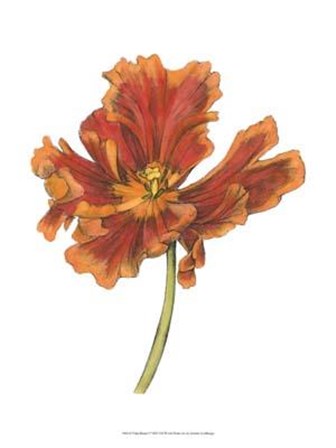 Tulip Beauty I by Jennifer Goldberger art print