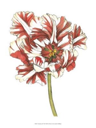 Tulip Beauty III by Jennifer Goldberger art print