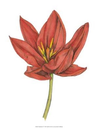 Tulip Beauty IV by Jennifer Goldberger art print