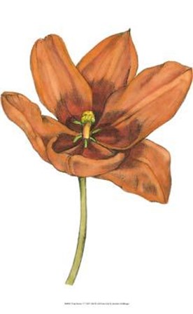 Tulip Beauty V by Jennifer Goldberger art print