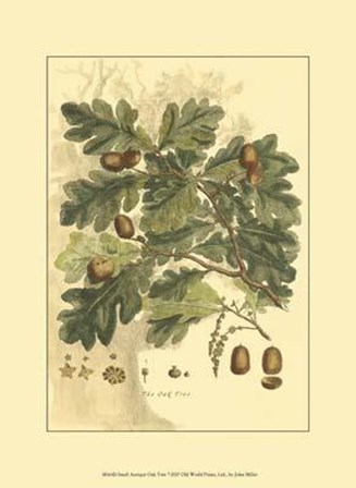 Small Antique Oak Tree by John Miller art print