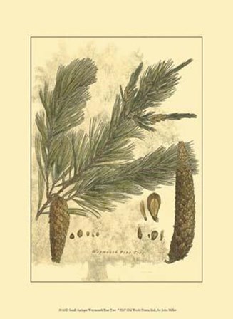 Small Antique Weymouth Pine Tree by John Miller art print