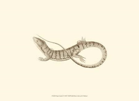 Sepia Lizard I by J. H. Richard art print