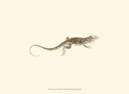 Sepia Lizard II by J. H. Richard art print