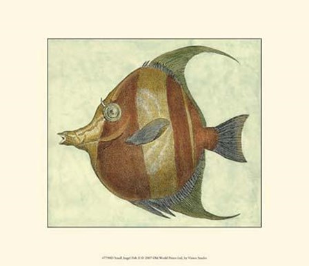 Small Angel Fish II art print