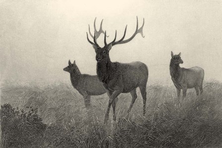 American Elk by Neil Gower art print