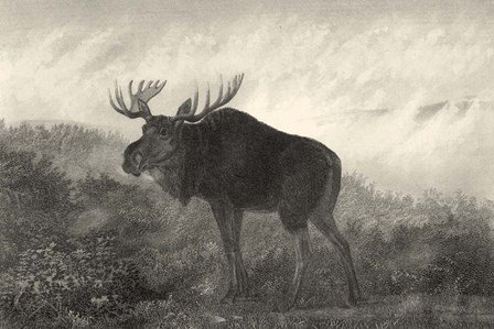 American Moose by Neil Gower art print