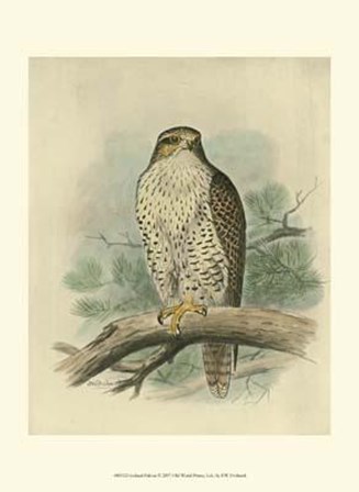 Iceland Falcon by F.W. Frohawk art print