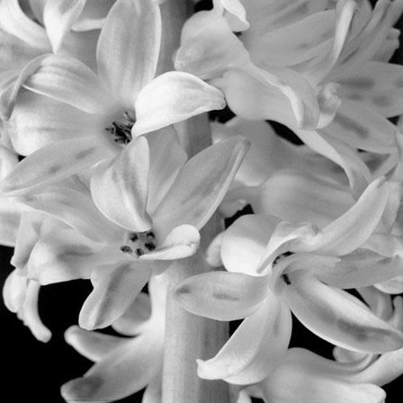 Hyacinth by Hoyningen-Heune art print