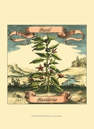Basil by Johan Theodore De Bry art print